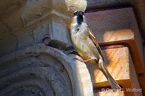 Sparrow On A Column_DSCF03056.jpg - House Sparrow (Passer domesticus) photographed at Smiths Falls, Ontario, Canada.